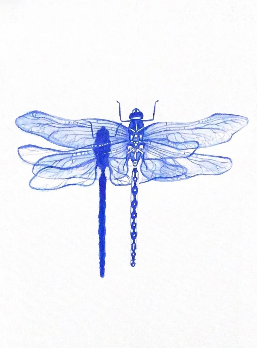 Detailed blue dragonfly study on white